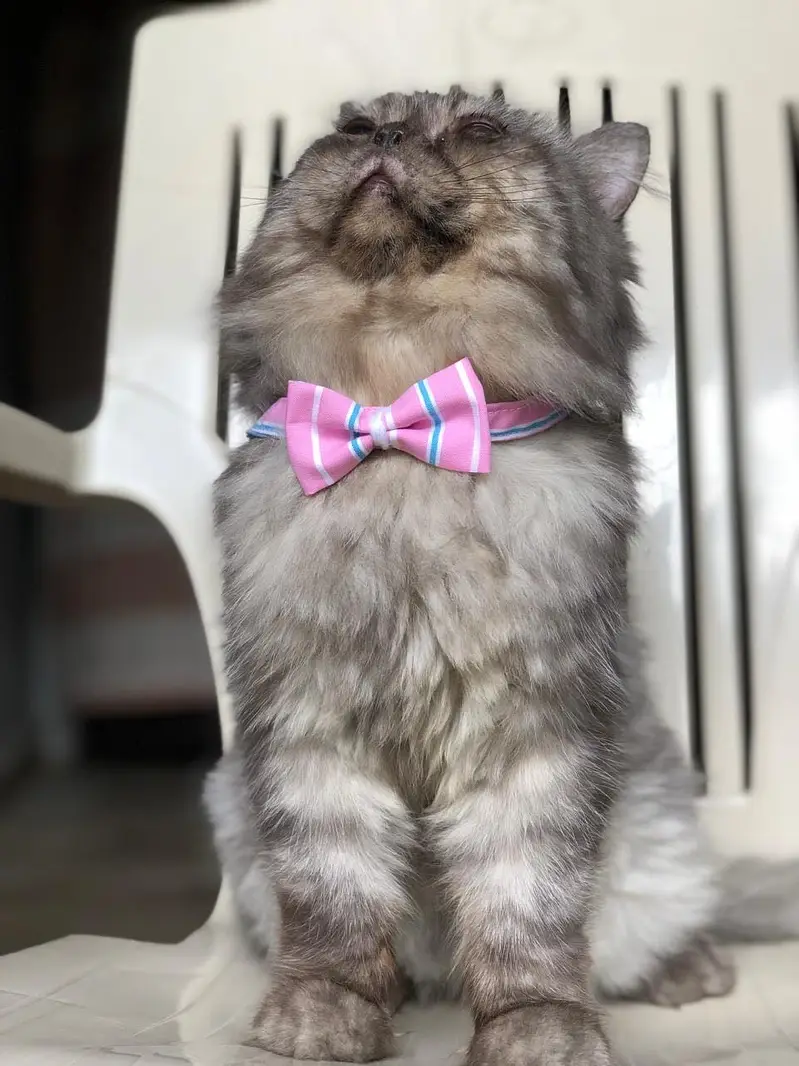 Handmade Cats Collars — photo 2