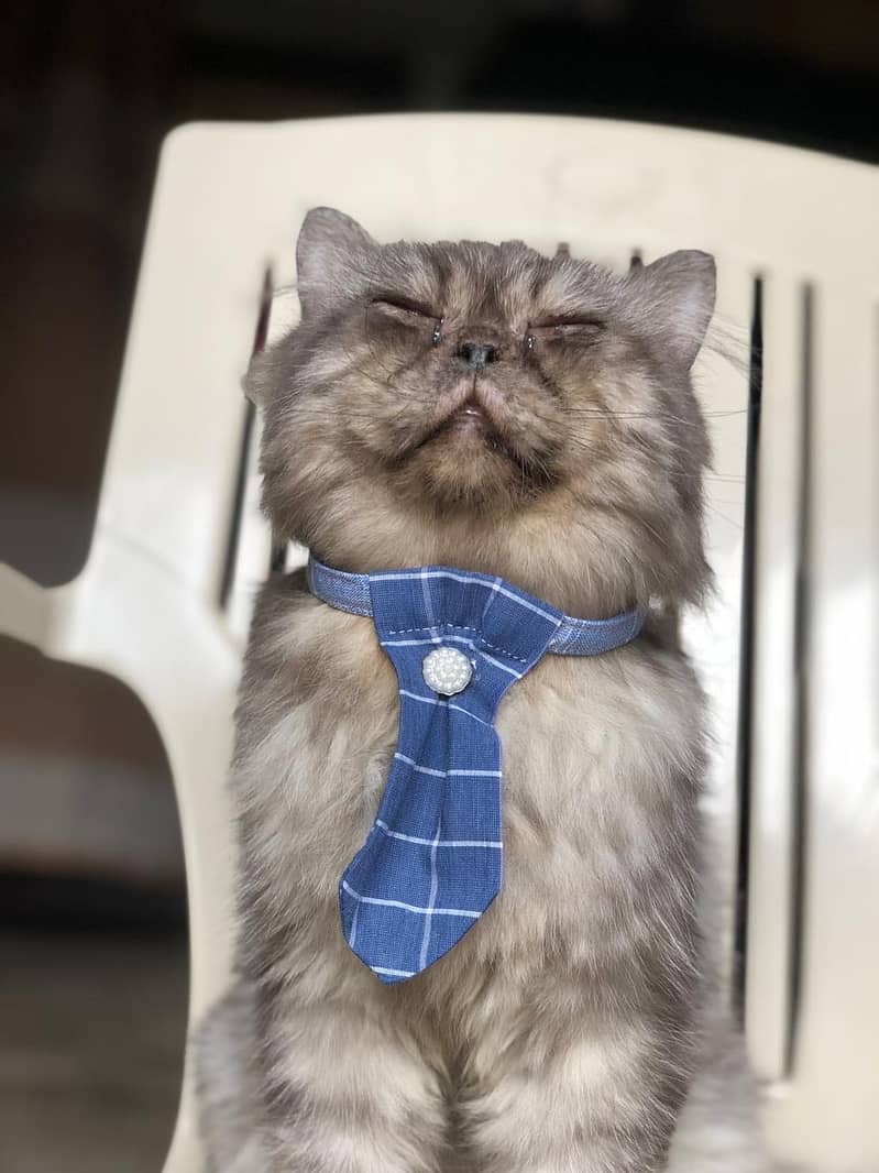 Handmade Cats Collars 2
