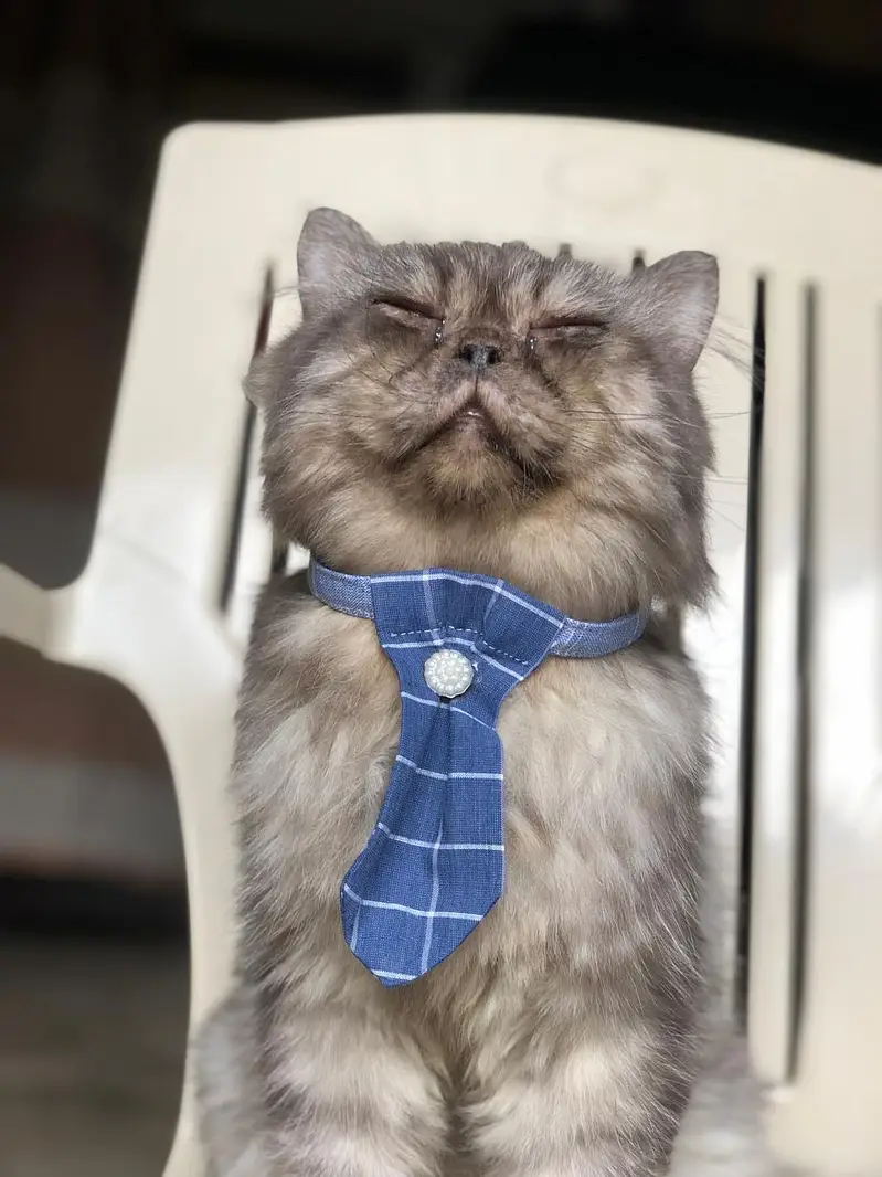 Handmade Cats Collars — photo 3