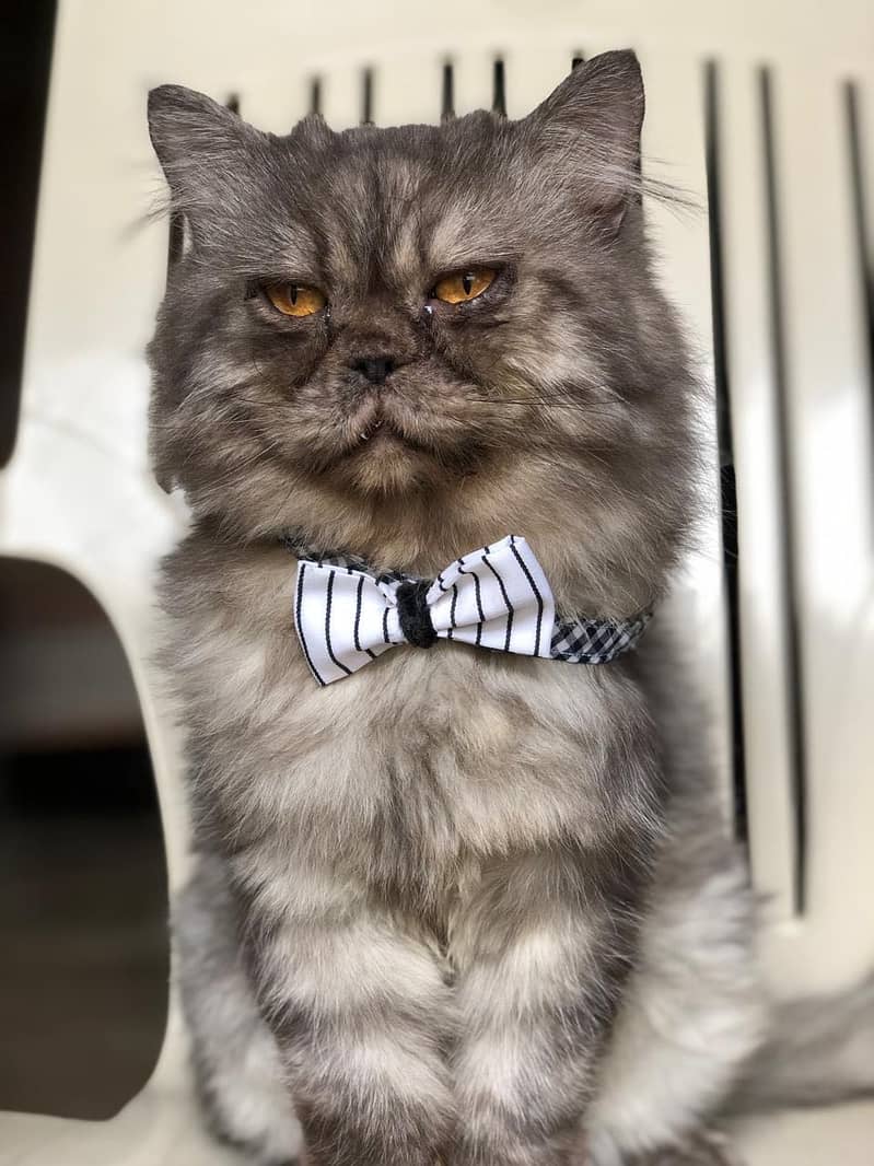 Handmade Cats Collars 4