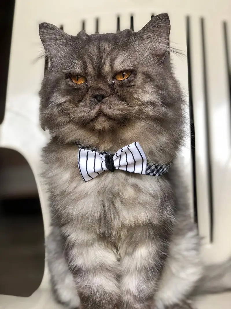 Handmade Cats Collars — photo 5