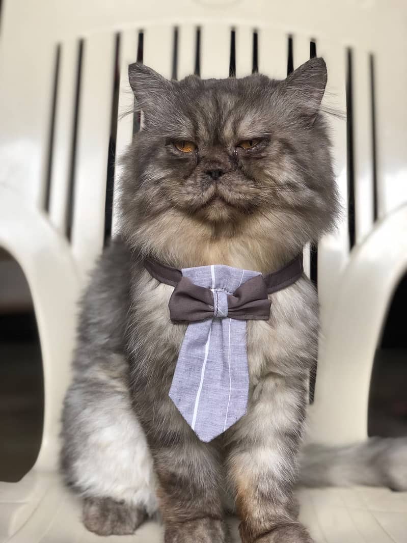 Handmade Cats Collars 5