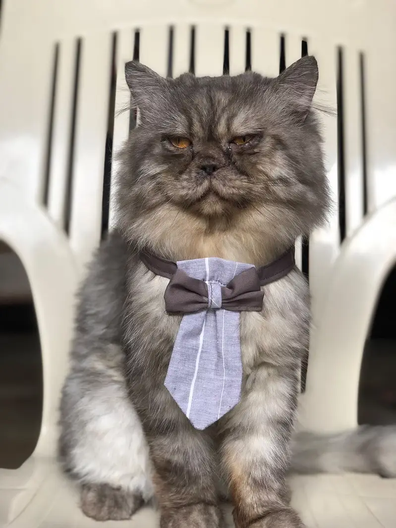 Handmade Cats Collars — photo 6