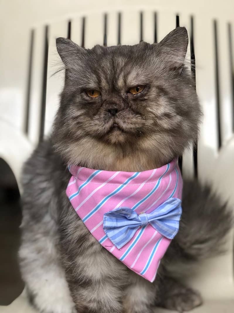 Handmade Cats Collars 6