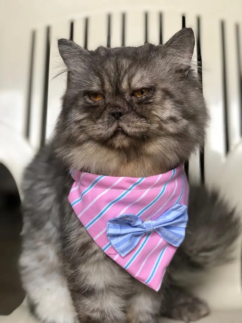Handmade Cats Collars — photo 7