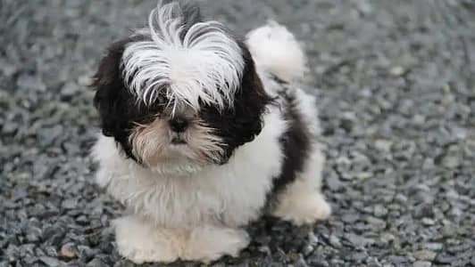 Shih Tzu dog breeder par Dog breed Shih Tzu Shih Tzu Dog breed