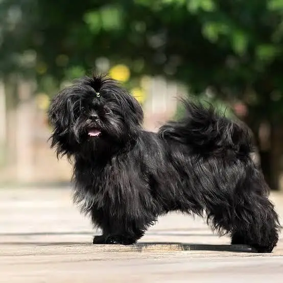 Shih Tzu dog breeder par Dog breed Shih Tzu Shih Tzu Dog breed — photo 2