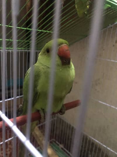 Ringneck