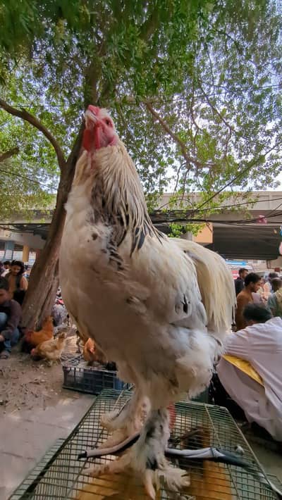 Brahma male