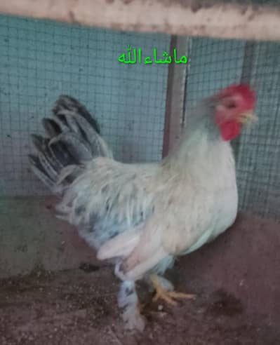 Fancy Male/Cock