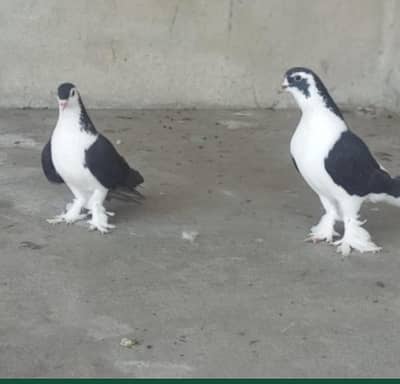 all breeder pair for sale ha 03298394346