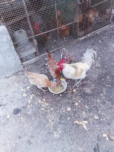 7 female 1 male for sale 03351298116