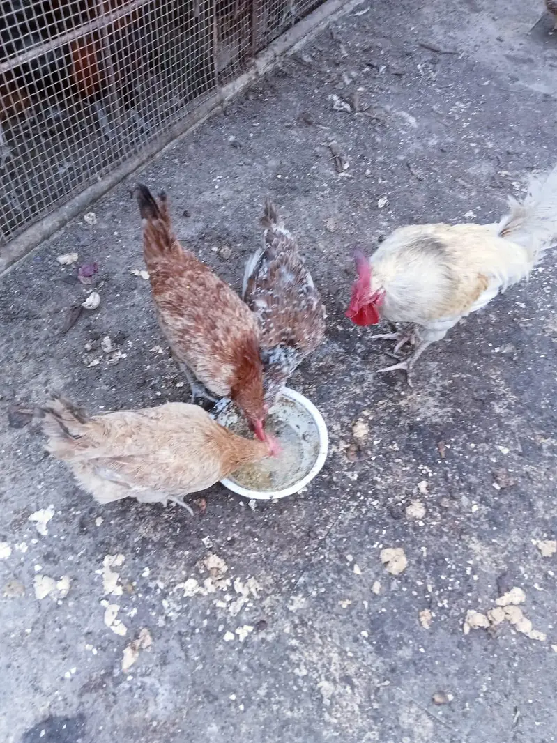 7 female 1 male for sale 03351298116 — photo 2