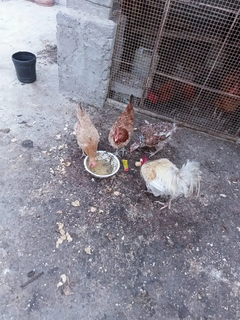 7 female 1 male for sale 03351298116 — photo 3