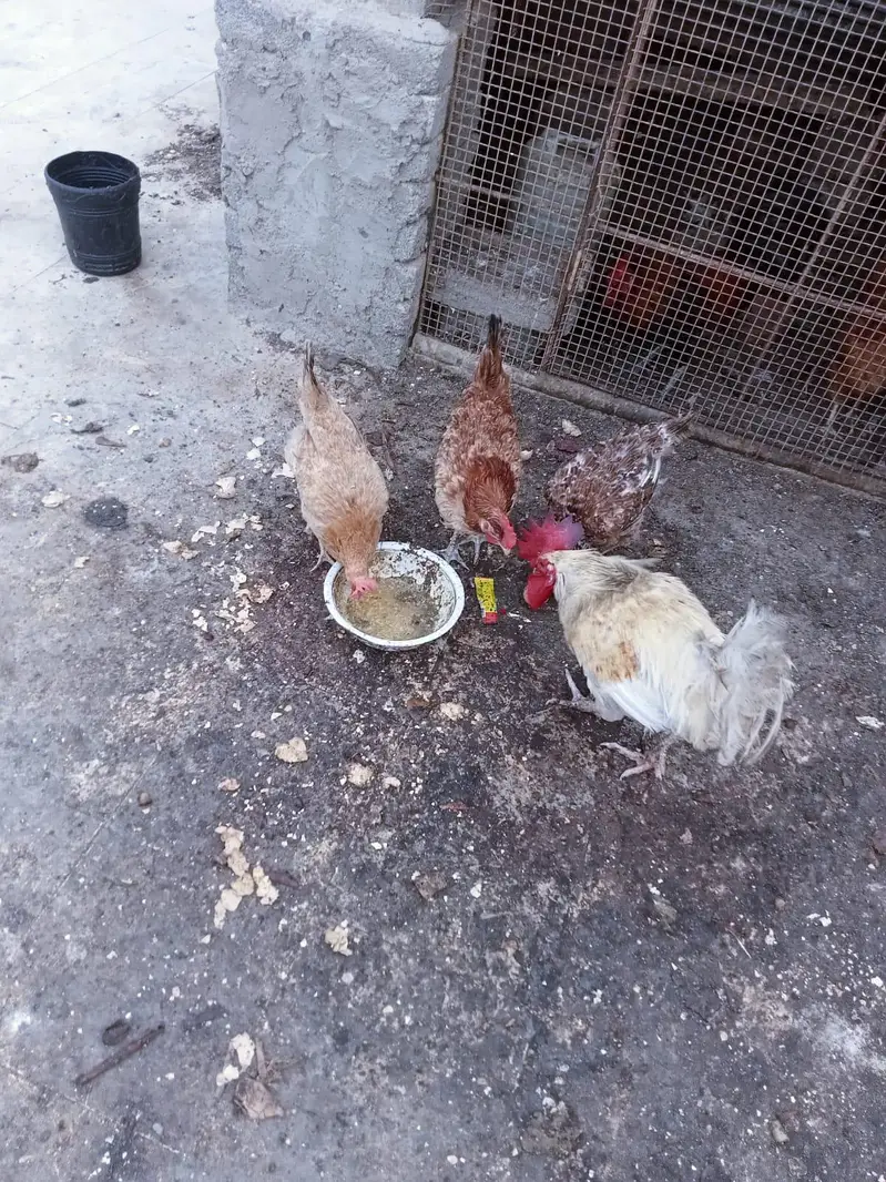 7 female 1 male for sale 03351298116 — photo 4