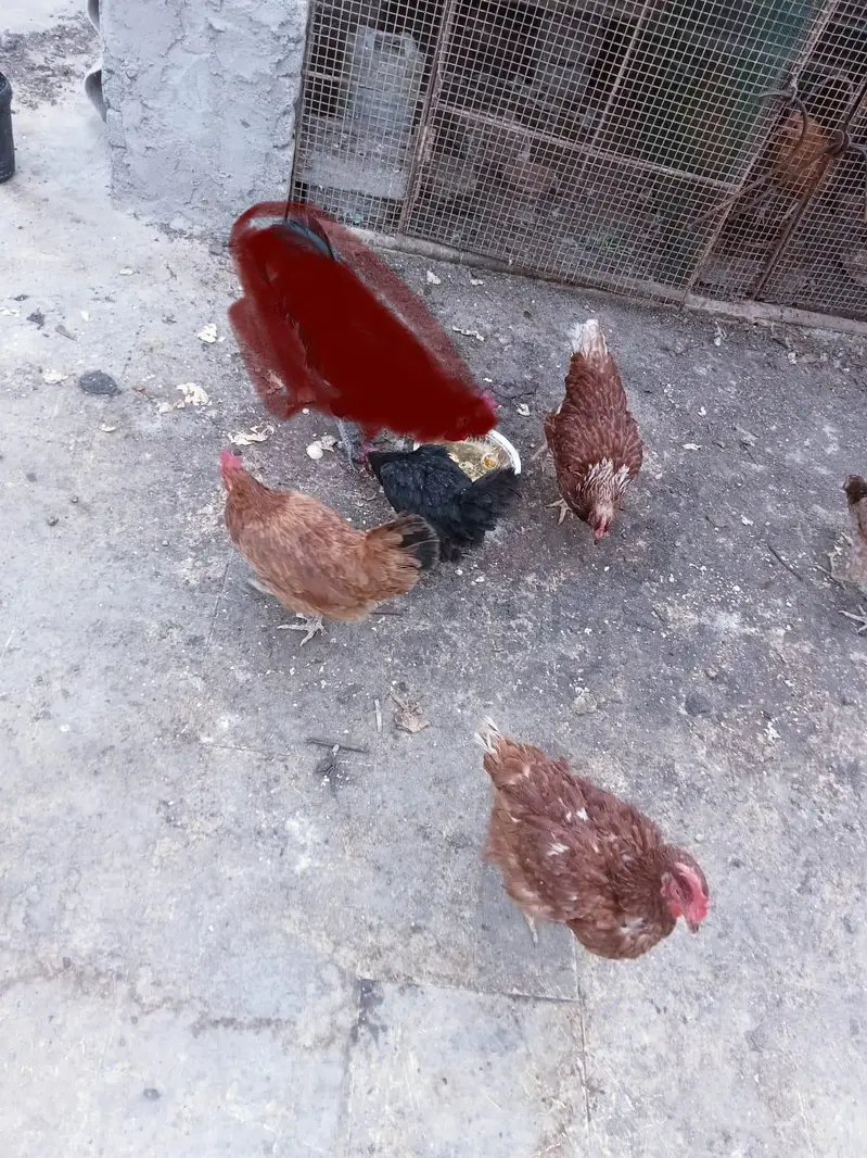 7 female 1 male for sale 03351298116 — photo 5