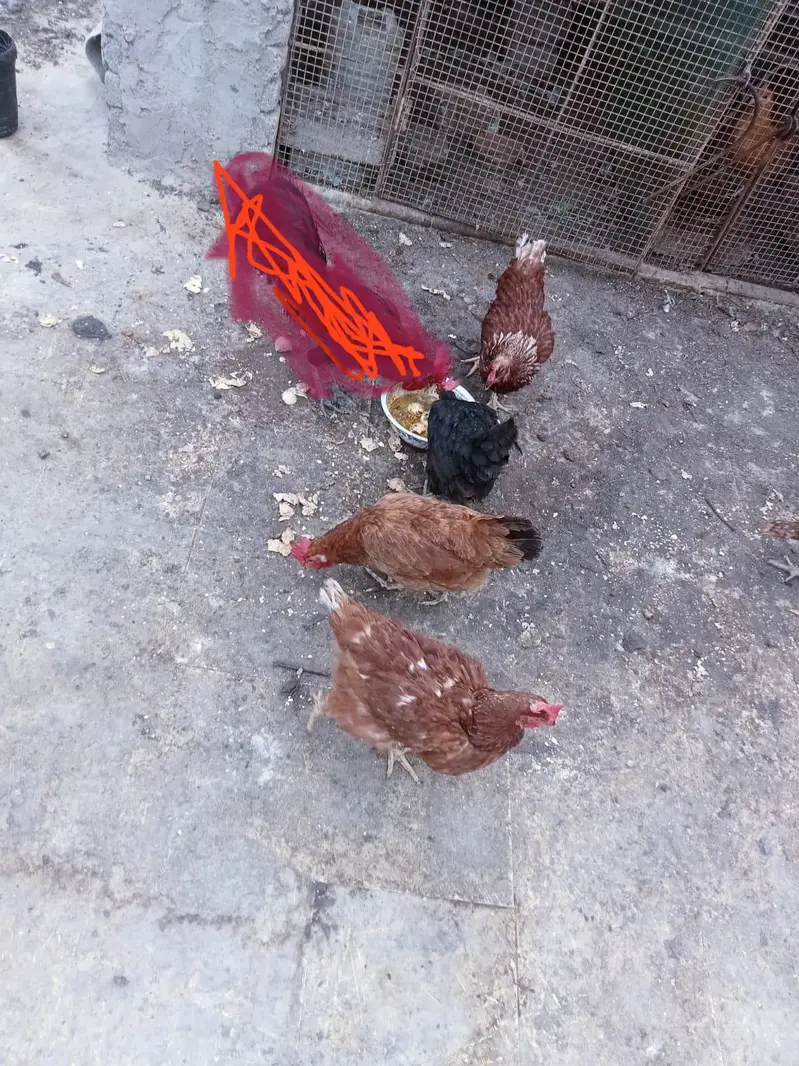 7 female 1 male for sale 03351298116 — photo 6