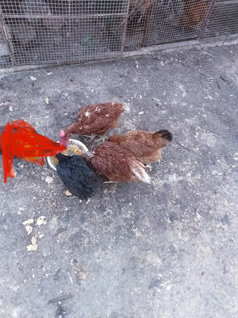 7 female 1 male for sale 03351298116 — photo 7