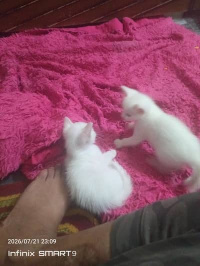 persion cat