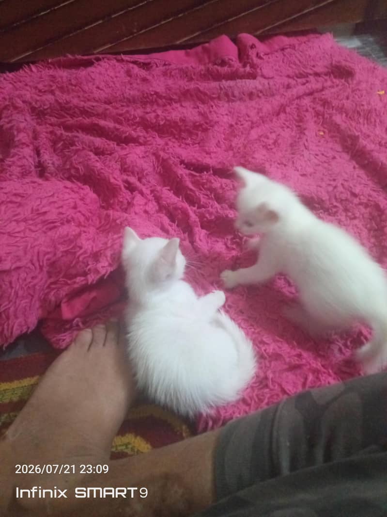 persion cat 0