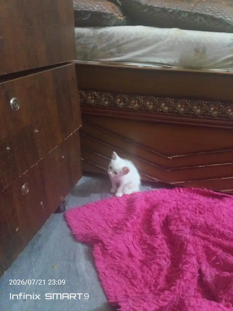 persion cat — photo 2