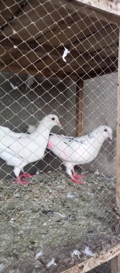 all breeder pair for sale ha 03298394346