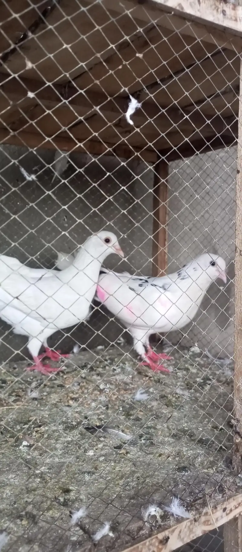 all breeder pair for sale ha 03298394346 — photo 3