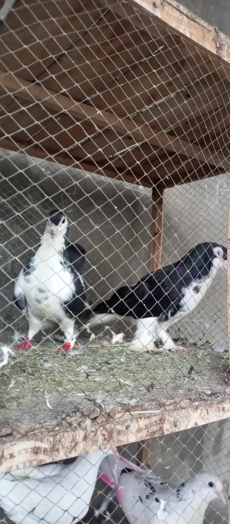 all breeder pair for sale ha 03298394346 — photo 4
