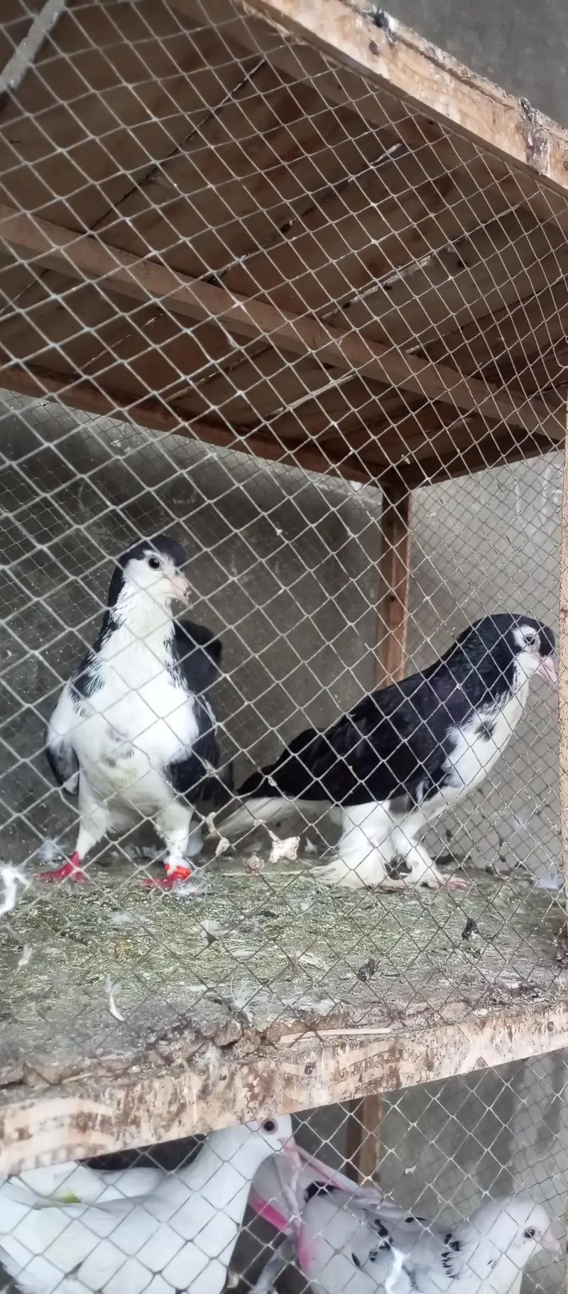 all breeder pair for sale ha 03298394346 — photo 5