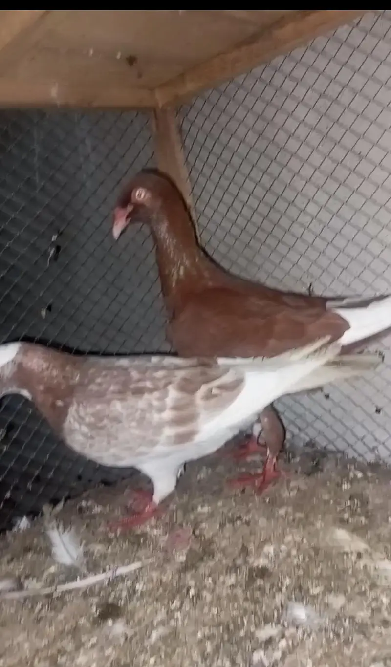 all breeder pair for sale ha 03298394346 — photo 7