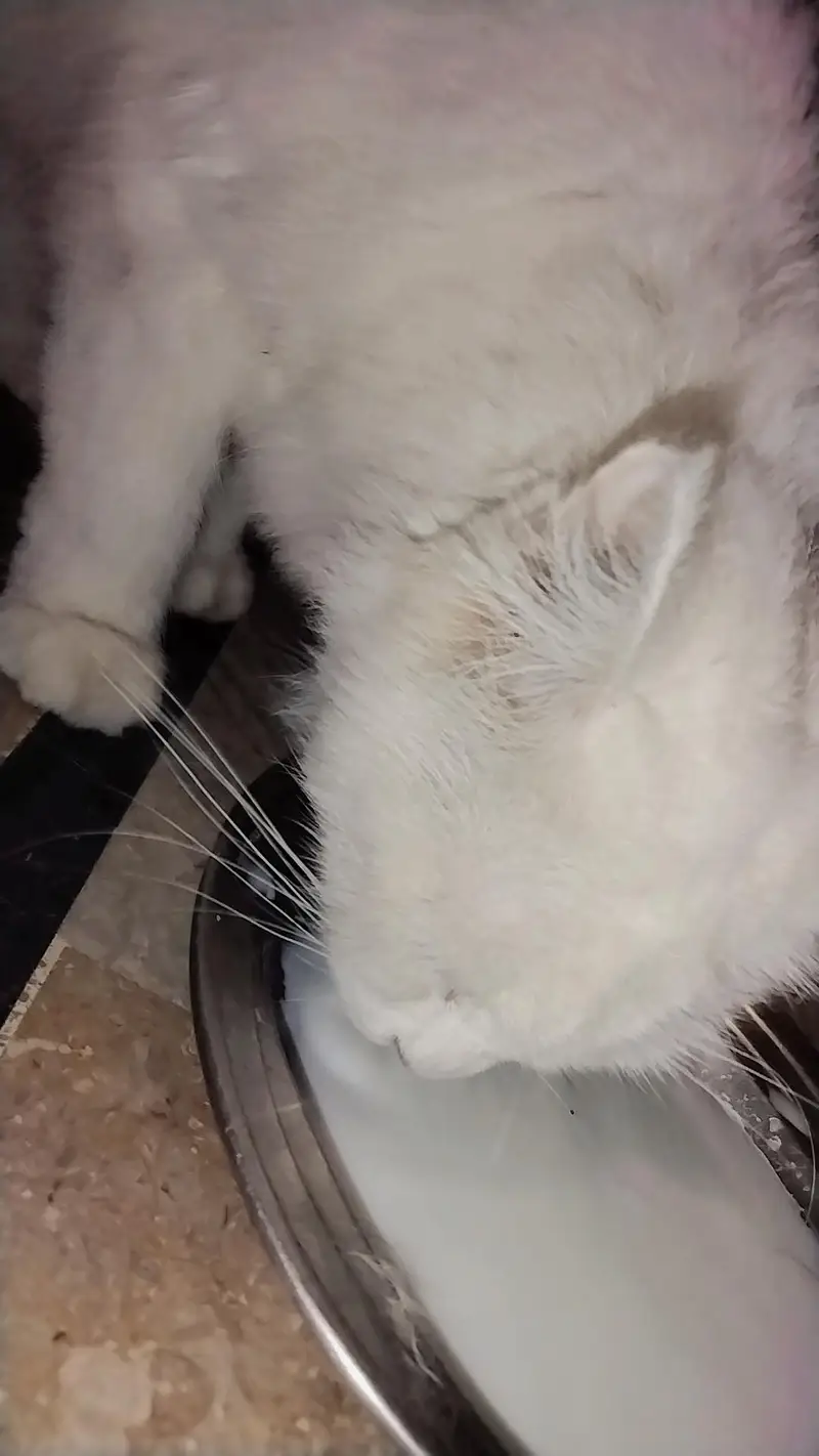 Extremely Cute & Fluffy White Persian Cat | Super Friendly — photo 11