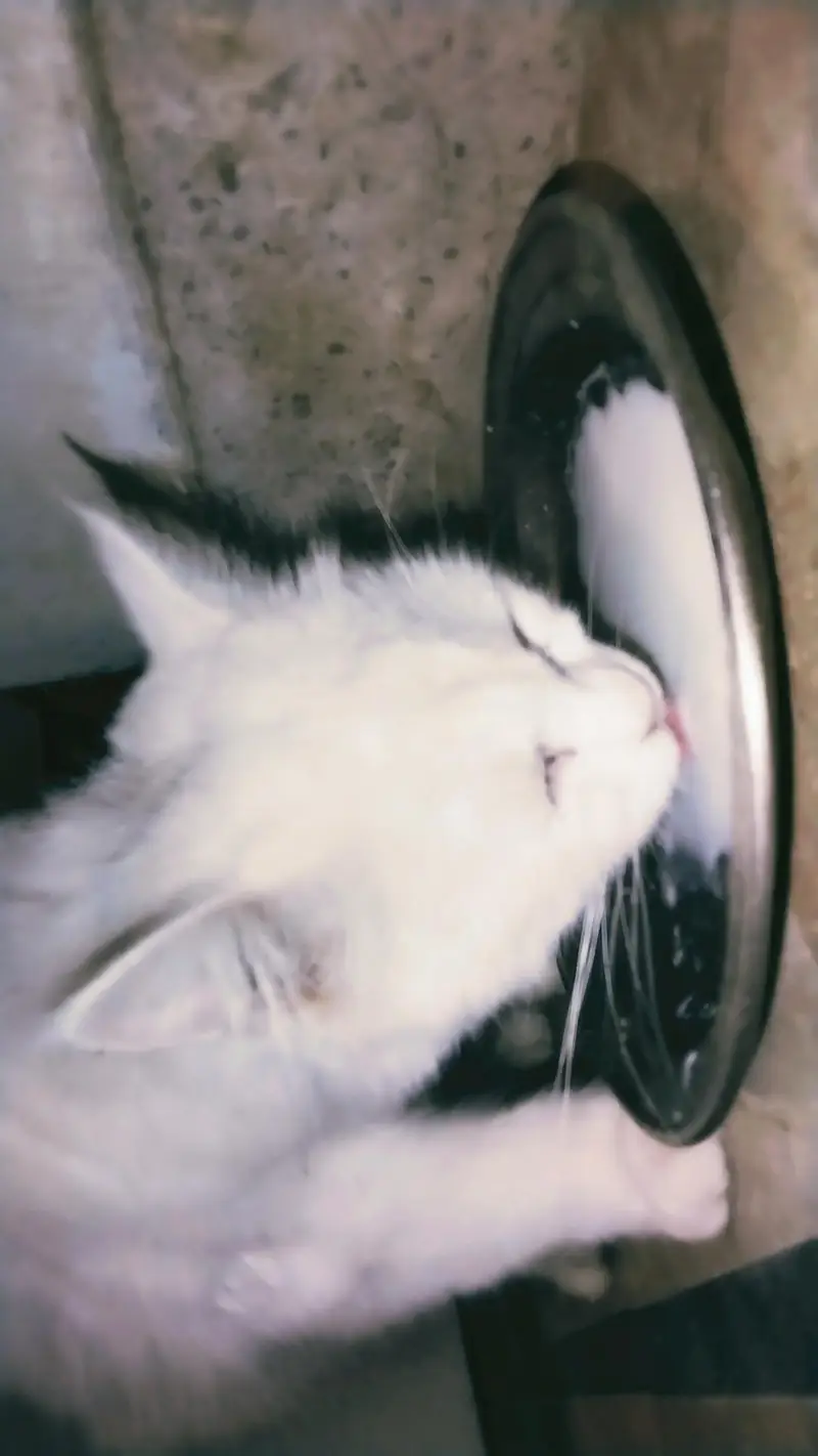 Extremely Cute & Fluffy White Persian Cat | Super Friendly — photo 12