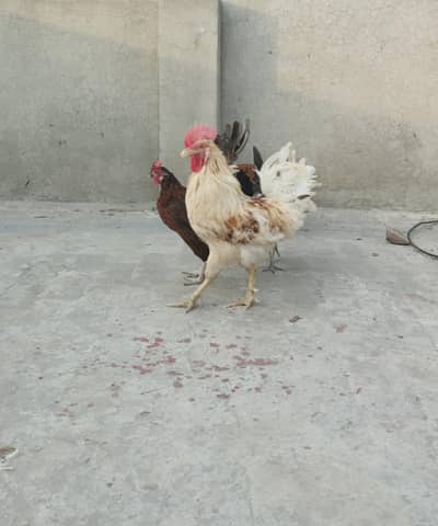 Hen/ Murgy  FOR SALE