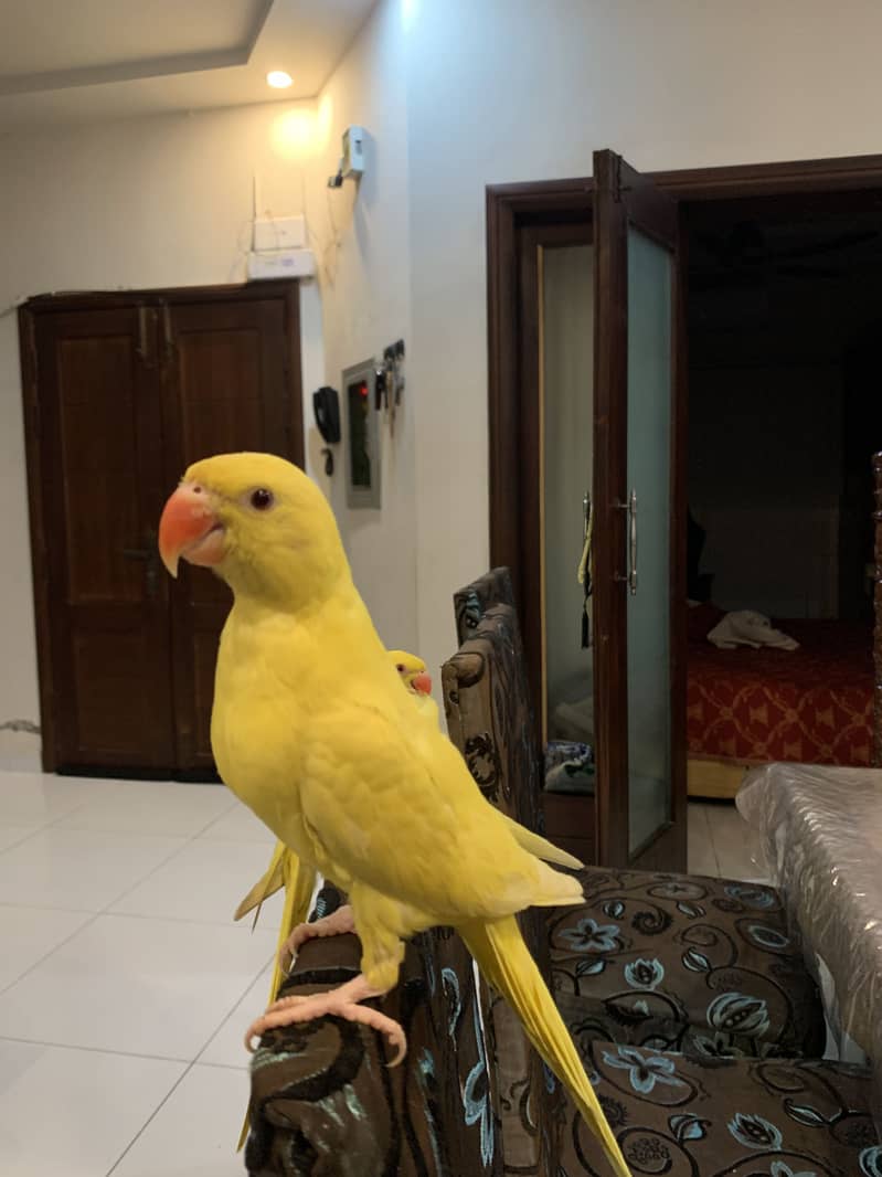 For sell 0