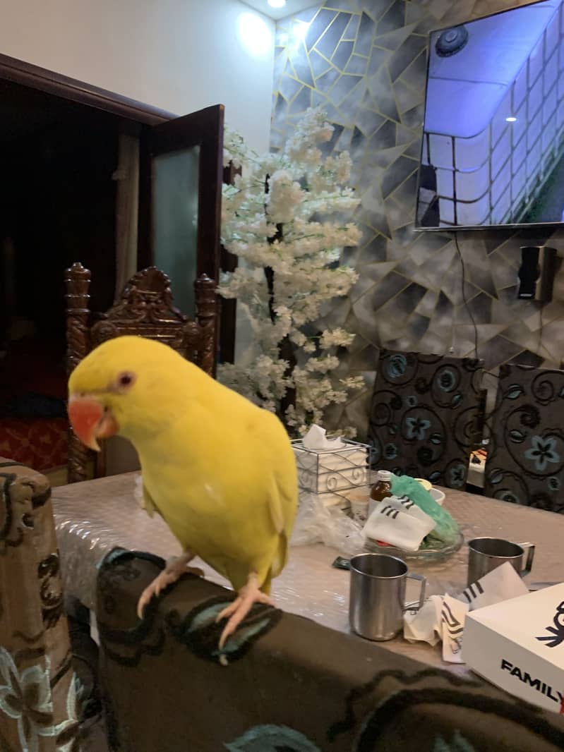 For sell 2