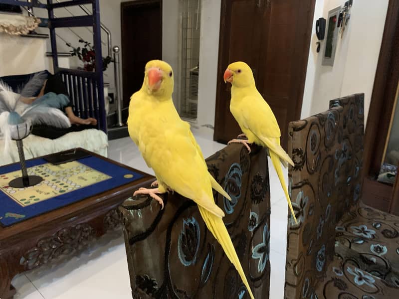 For sell 3