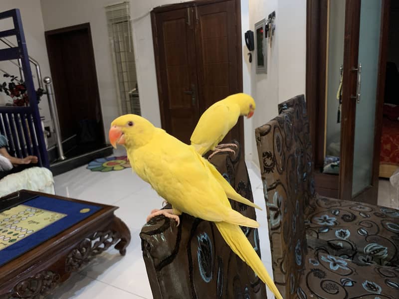 For sell 4