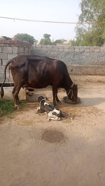 I want to sale my jersi fresian female cow dosra wara ha