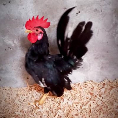 Black Mottled Japanese Male