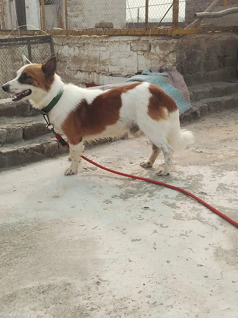 Russian dog male for sale — photo 5