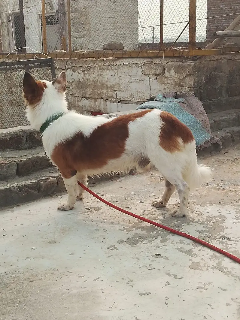 Russian dog male for sale — photo 6