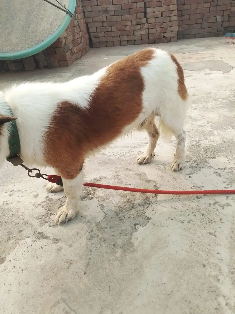 Russian dog male for sale — photo 7