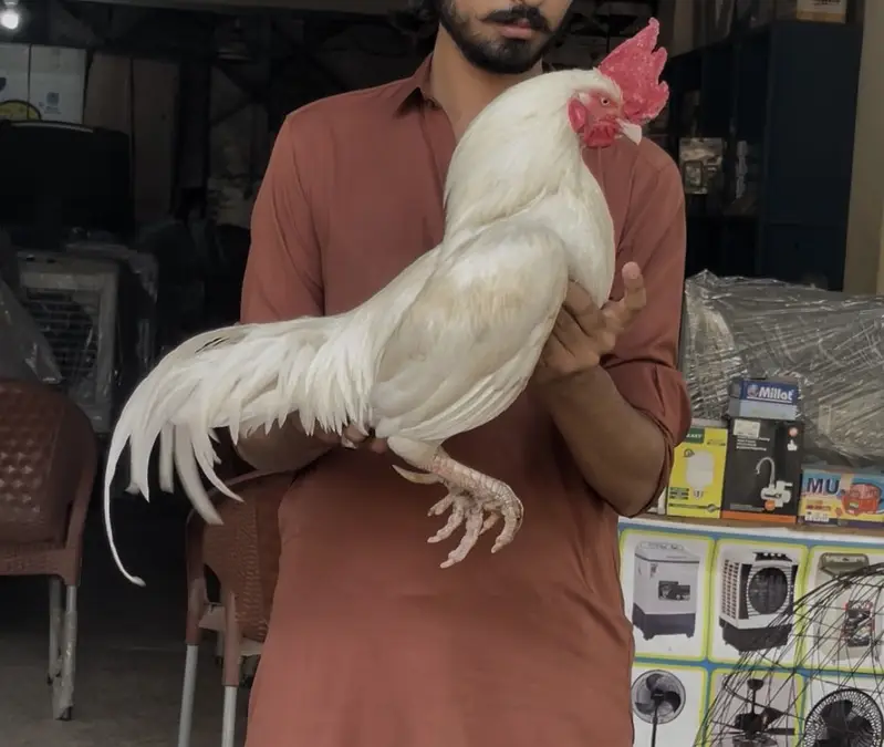 Boska Bengum aseel breeder murga — photo 2