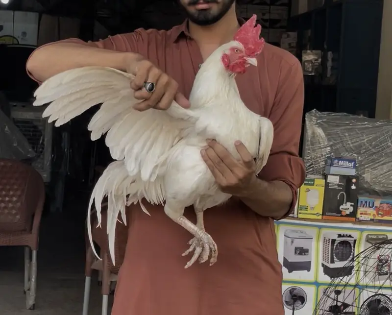 Boska Bengum aseel breeder murga — photo 3