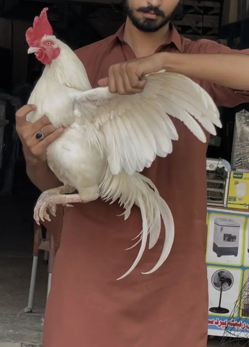 Boska Bengum aseel breeder murga — photo 4