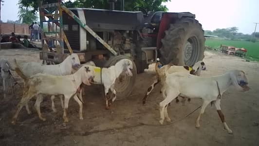 bakray for sale