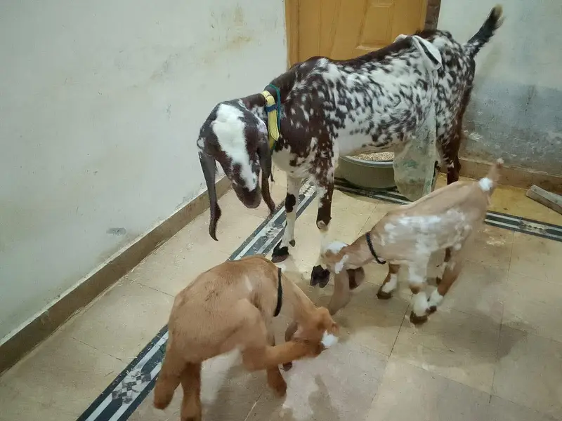 pure beetal makhi cheeni bakri 2 bachon k sath — photo 4