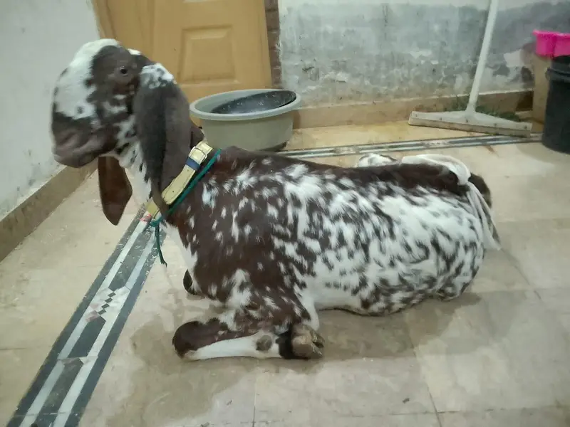 pure beetal makhi cheeni bakri 2 bachon k sath — photo 5