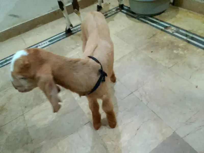 pure beetal makhi cheeni bakri 2 bachon k sath — photo 7
