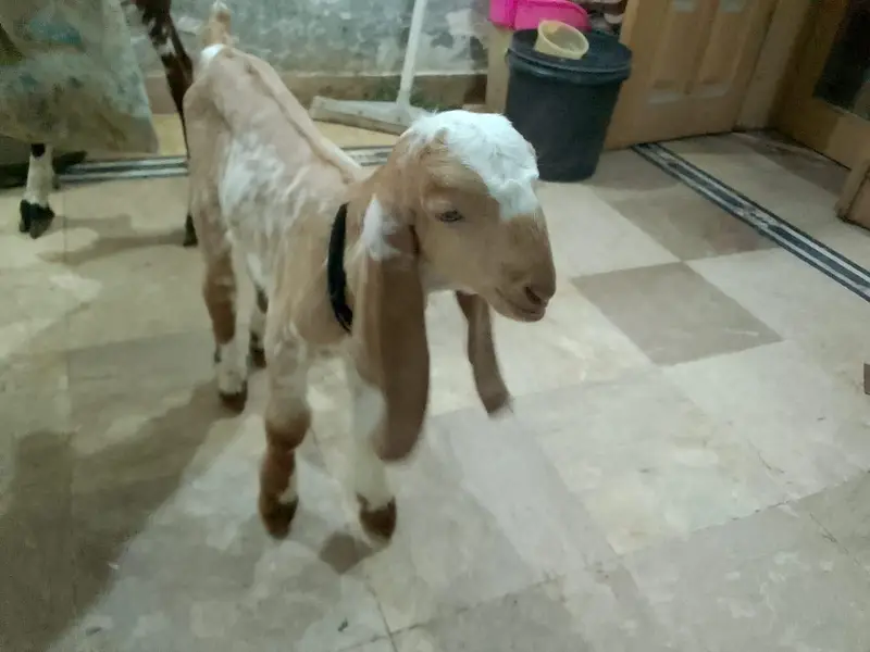 pure beetal makhi cheeni bakri 2 bachon k sath — photo 8